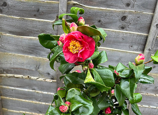Growing Camellia Japonica: Best Feed, Compost, Position + My Experienc   The Relentless Gardener
