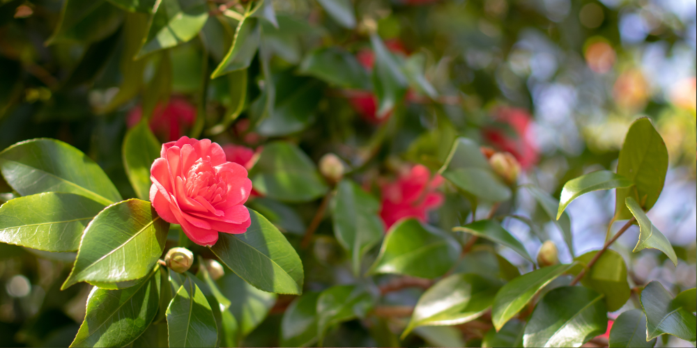 Feeding My Plants for MAXIMUM Blooms - One Simple Programme