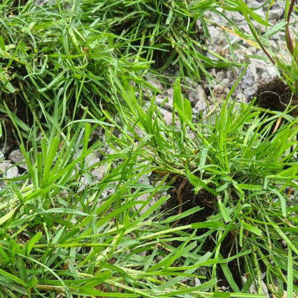 Coarse Grasses in lawns - How to get rid of it