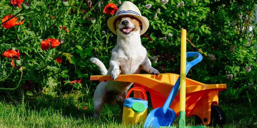 Is there a grass seed for dogs & How to stop brown wee patches on lawn