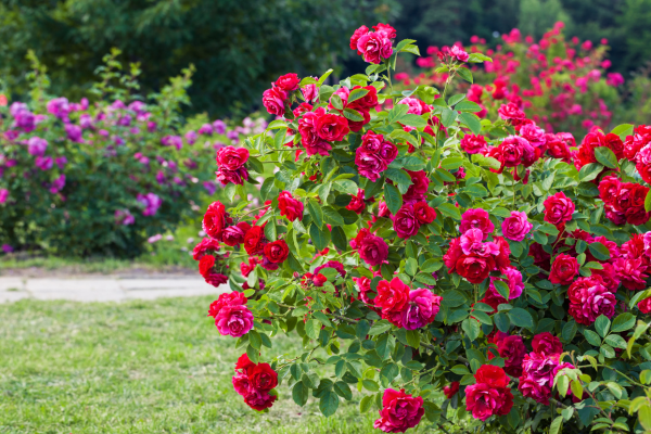 Feeding UK Roses - The secrets to longer &amp; stronger blooms