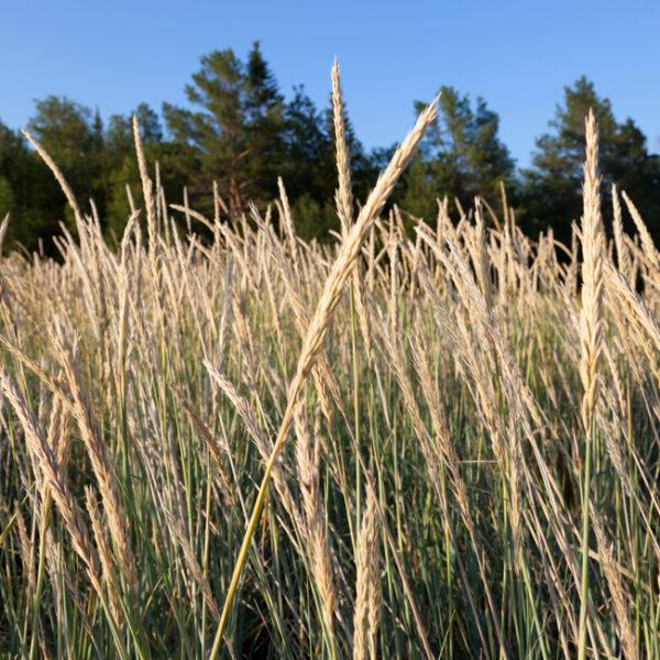 94 Facts About Fescue Grass Seed