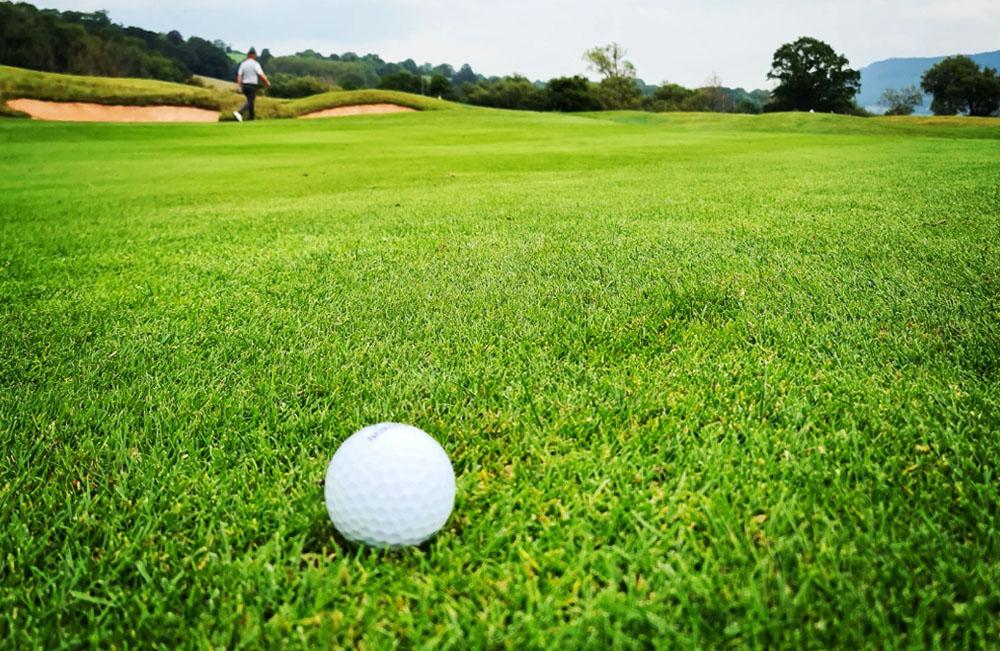 UK Grass Seed 101: Which type is best for you?