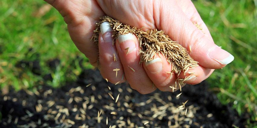 Our Grass Seed Calculator