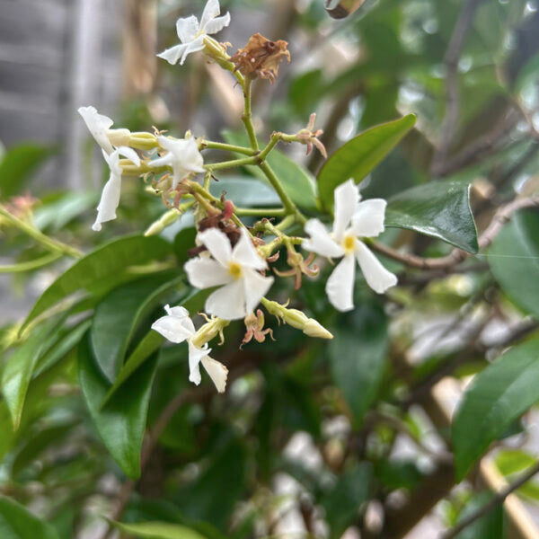 Growing Jasmine: How To Feed It + Why Are They Red?