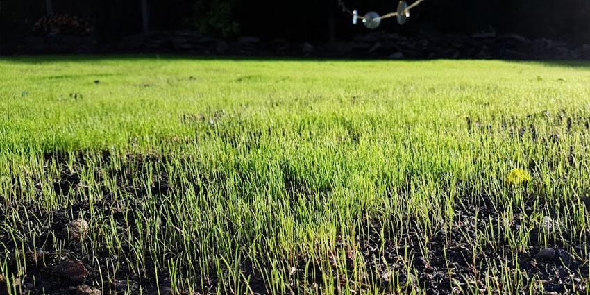 How long does grass seed take to grow?