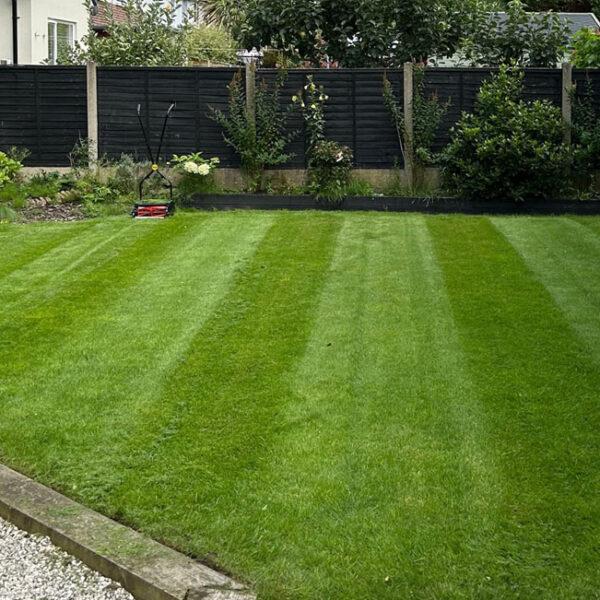 How much grass seed to use per m2, not too much, not too little