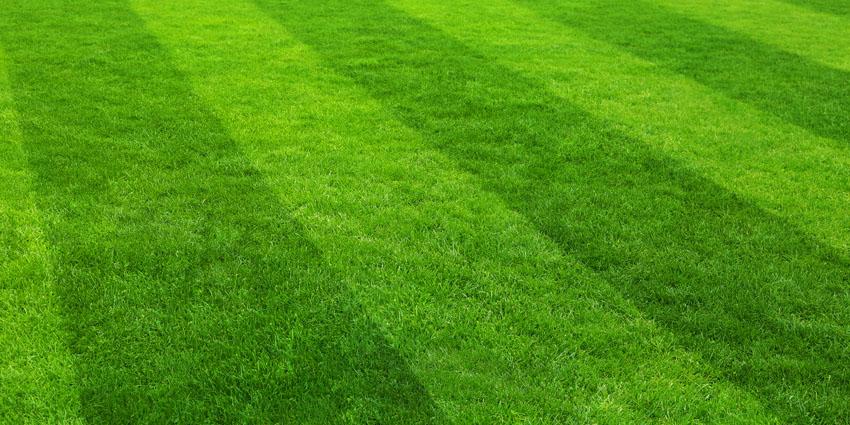 How to care for a new lawn - mowing, watering & feeding tips