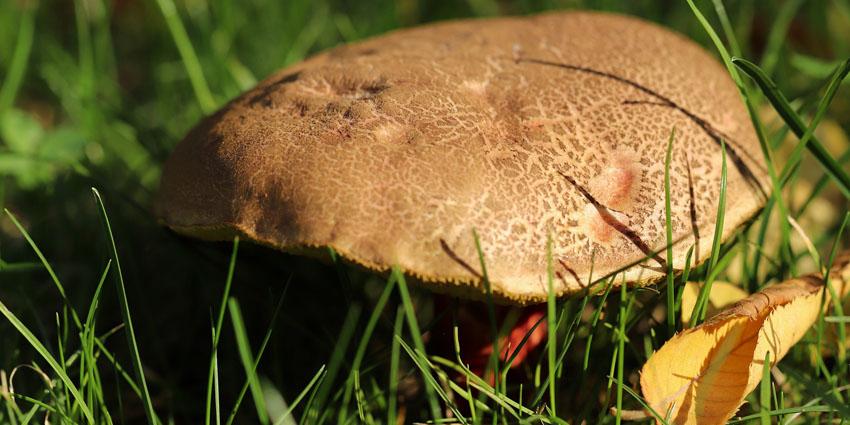 How to get rid of mushrooms in the lawn