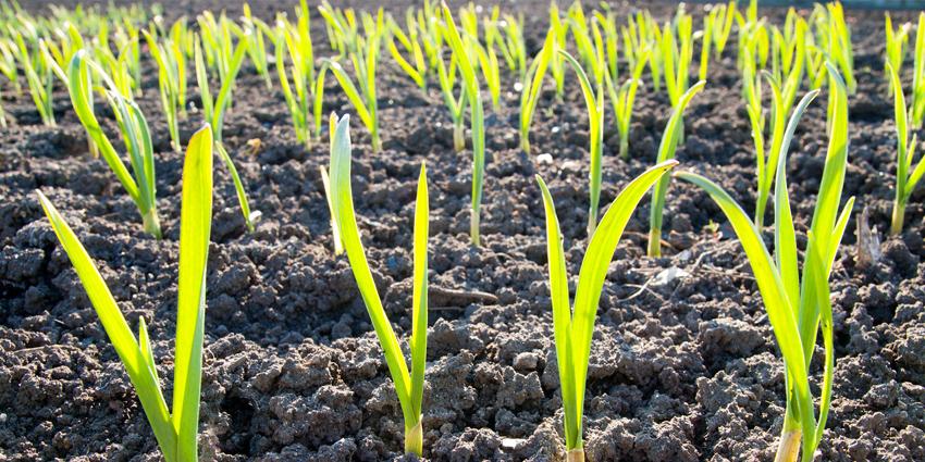 How to improve clay soil for the TOUGHEST UK lawns