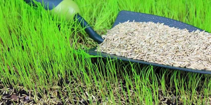 How, why & when to sow grass from seed