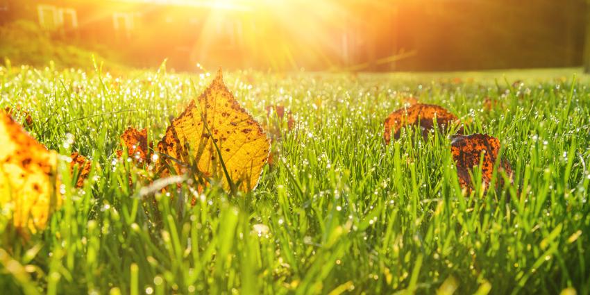 How do I take care of my lawn year round?