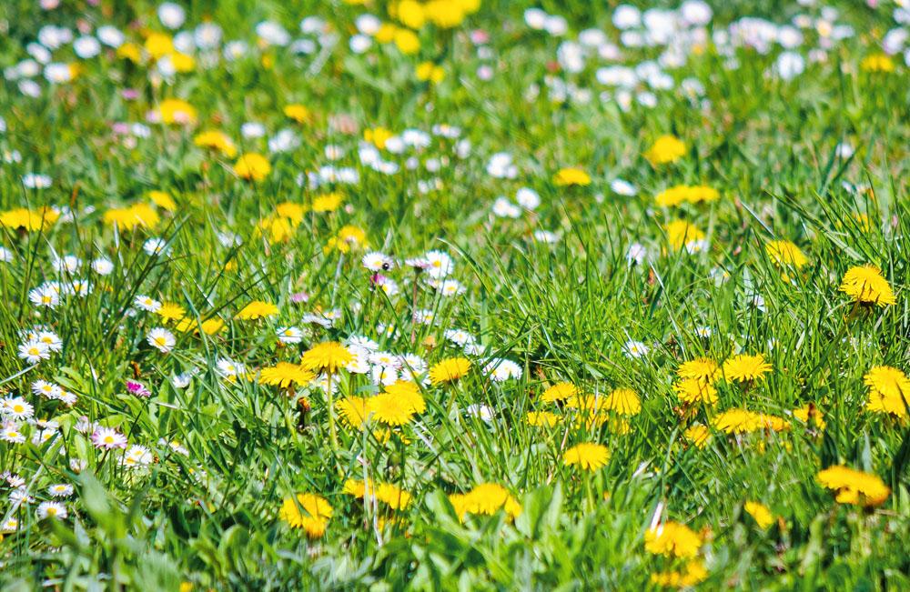 Killing ALL Weeds on your lawn with MINIMUM Fuss