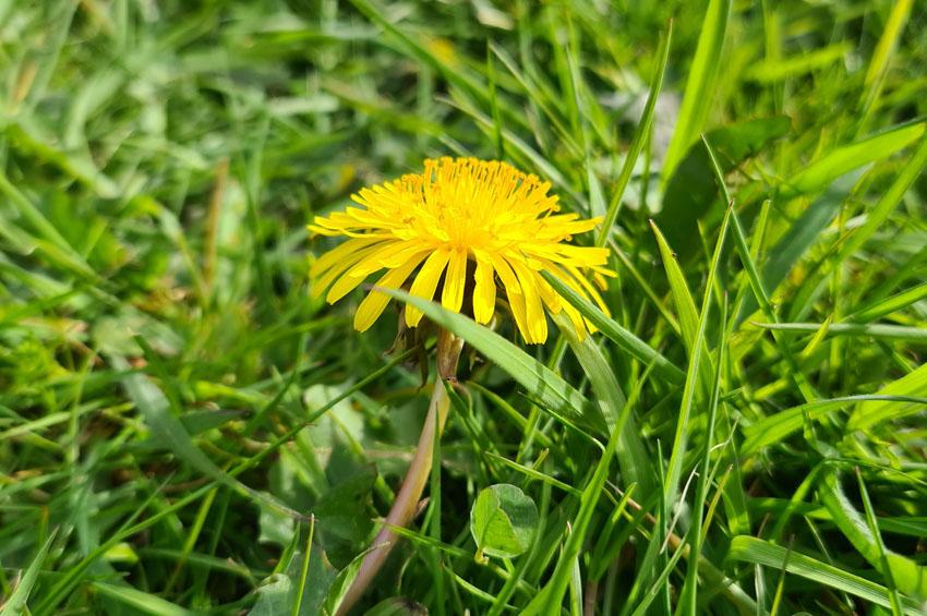 Weed & Feed for lawns - DO you or DON'T you?