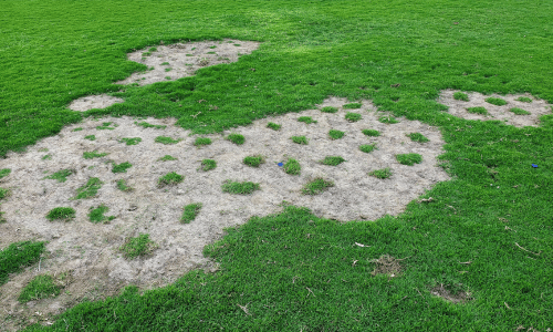 Necrotic Ring Spots vs Fairy Rings - What's the difference?