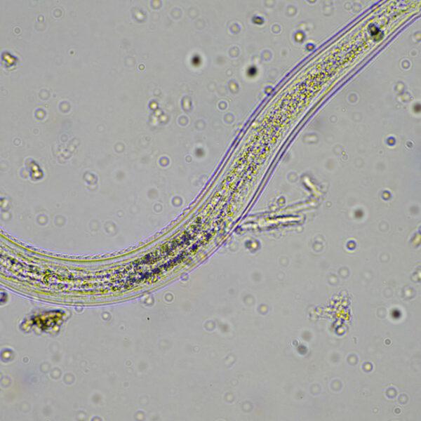 Nematodes UK - How, Why & When to use on  leatherjackets, grubs & ants