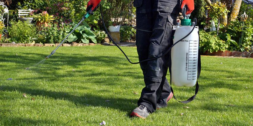 Spraying Weed Killer on the lawn