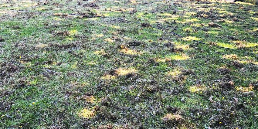 De-thatching - 4 ways to remove lawn thatch in UNDER 10 minutes