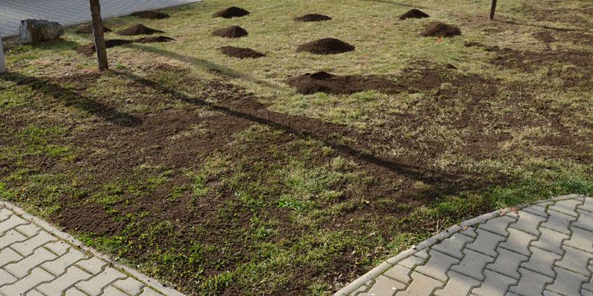 How to top dress your lawn using 70/30 Sand/Soil Mix