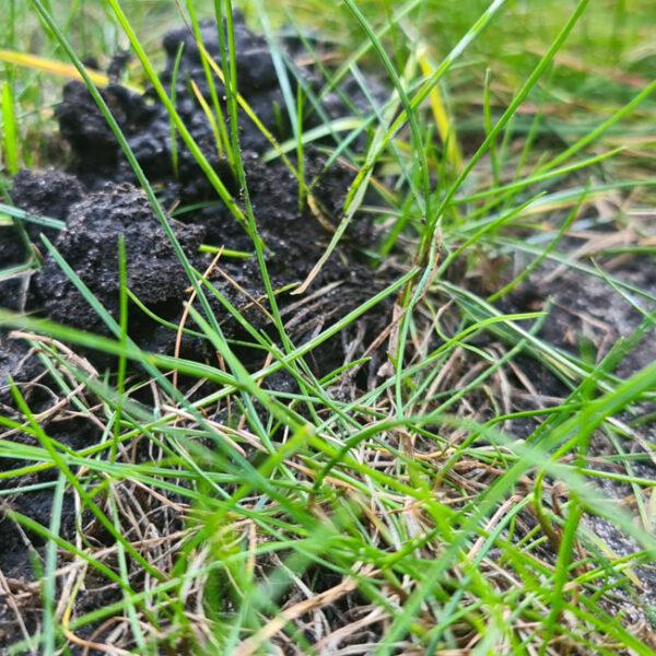 Worm Casts on your lawn in Feb? Don't use chemicals on them & here's why