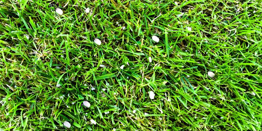The best way to add lime to your lawn - Granular vs Powder