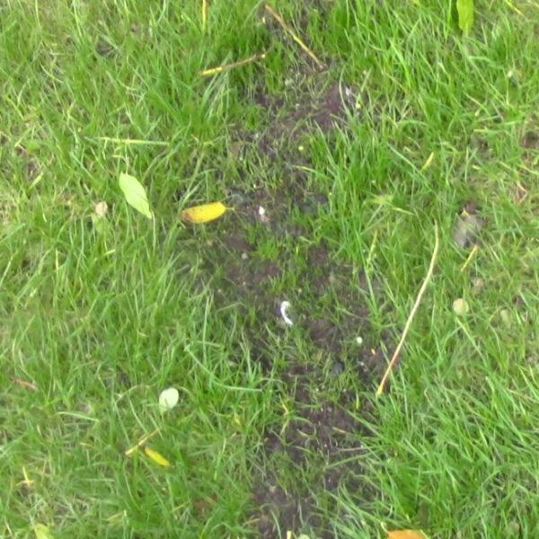 Repairing Lawns - Bare Patches, Edges & General Damage