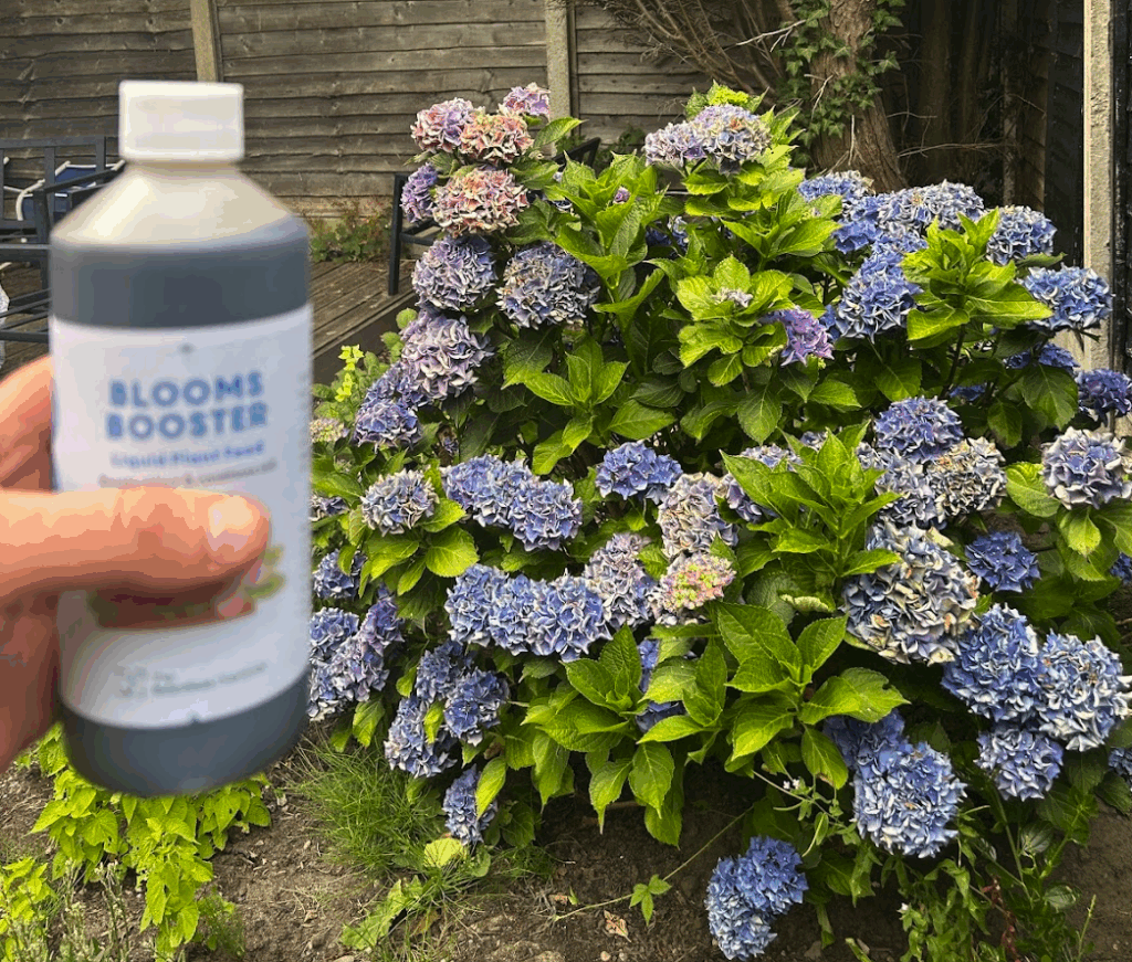 Growing Hydrangea - Mophead &amp; Anabel - Planting, Feeding &amp; Watering