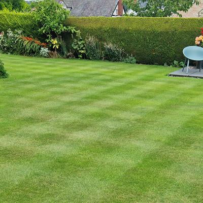 planting grass seed in november uk Fast Growing Premiership Lawn Seed – The Relentless Gardener
