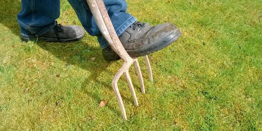How to get rid of Moss on the Lawn