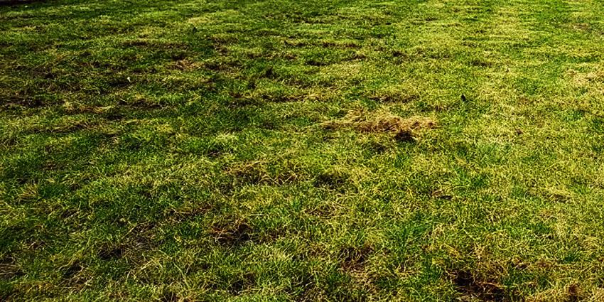 Scarifying: when, why & how to revive a UK lawn afterwards