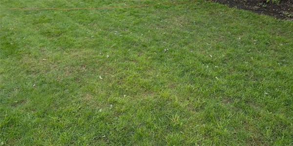 Brown/black patches in the grass after applying iron sulphate