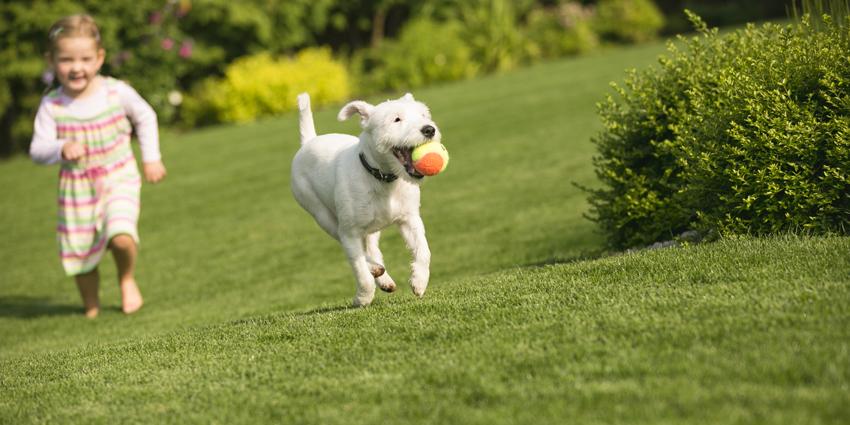 Is Lawn Feed & Fertiliser Safe for Pets & Kids