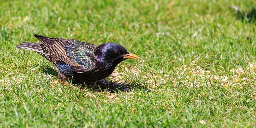 How to stop birds eating grass seed