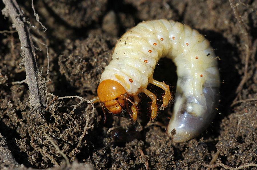 Chafer Grub Larvae from Lawn