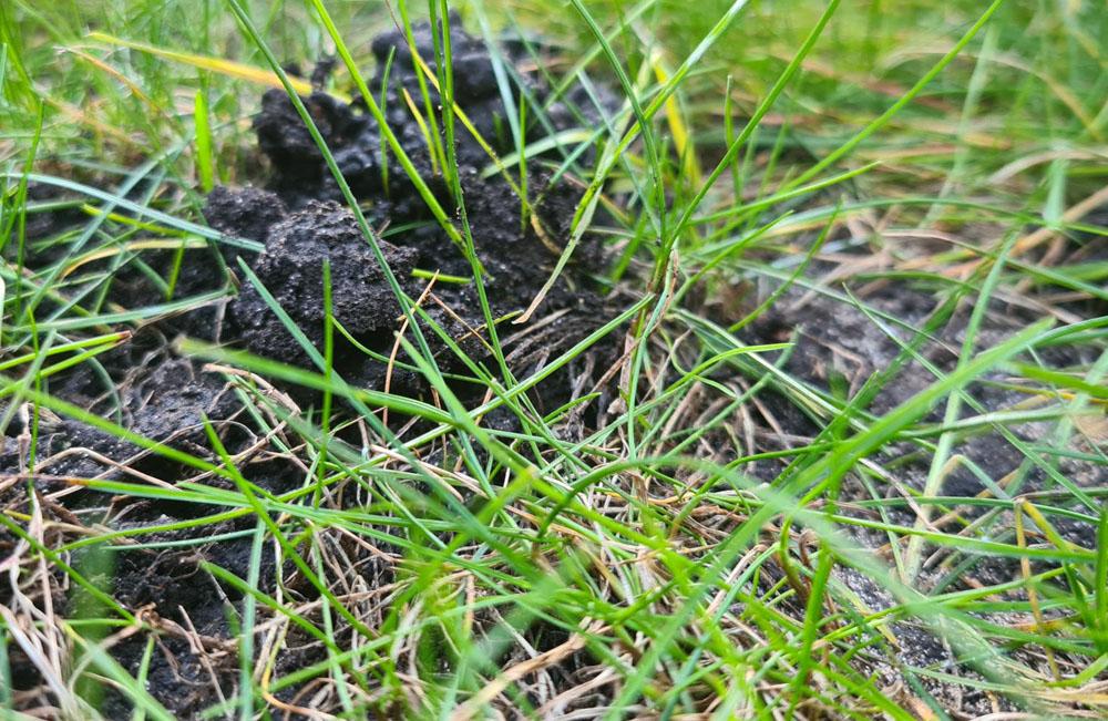 Worm Casts in Lawn