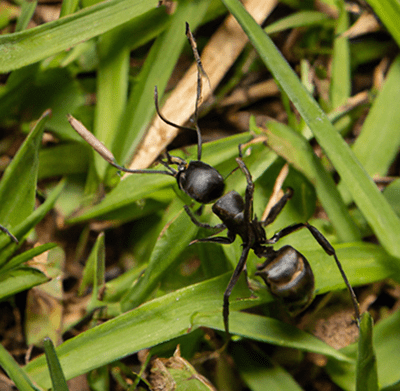 Black Ant Close up on coarse lawn