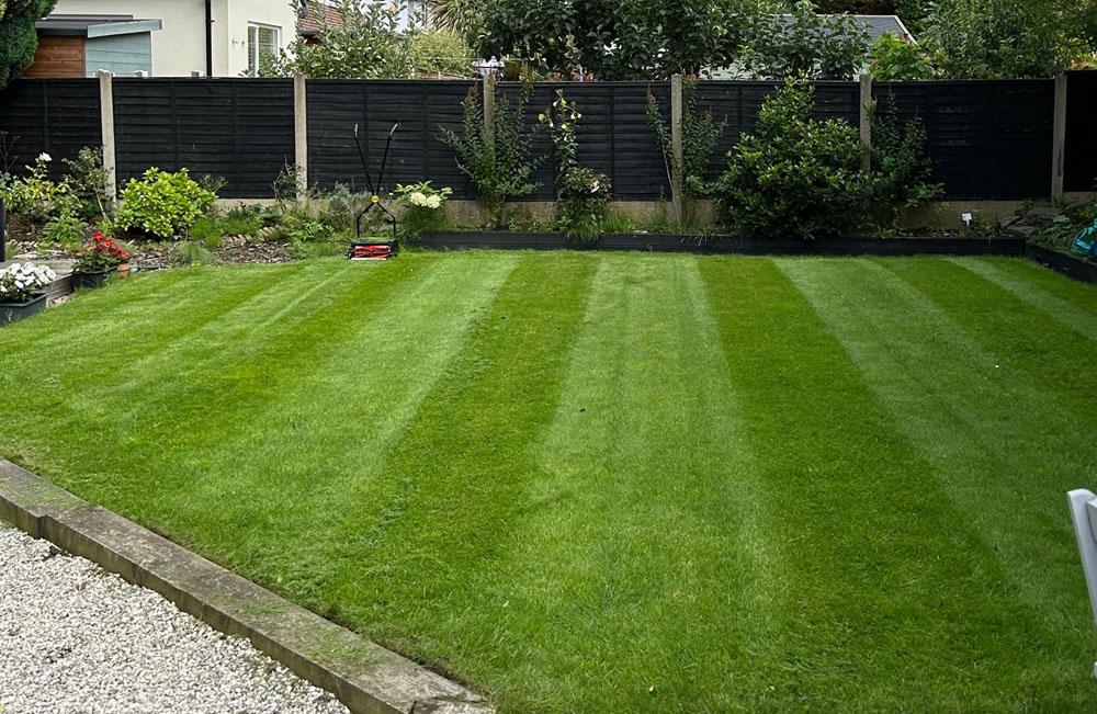 Back lawn with 25g per m2 grass seed used