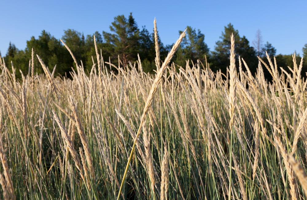 Fescue Grass Seed