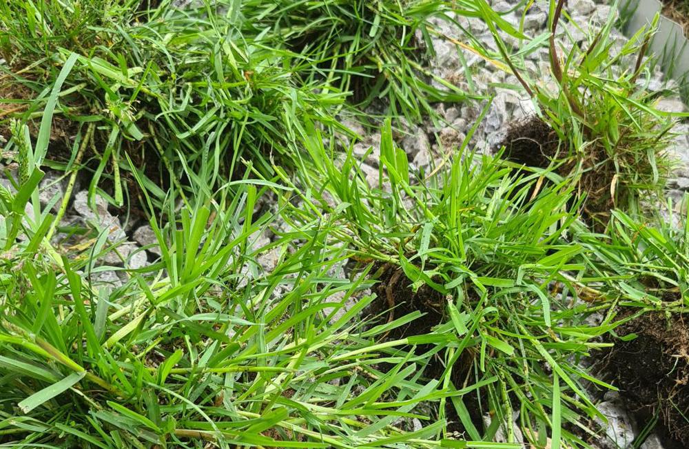 Coarse Grass From Lawn