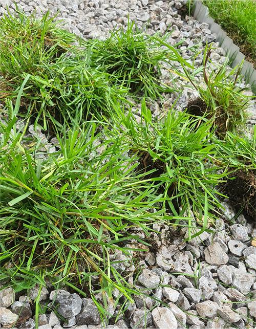 POA Annua Coarse Grass Clumps